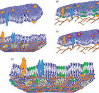 Different Models of Plasma Membrane 